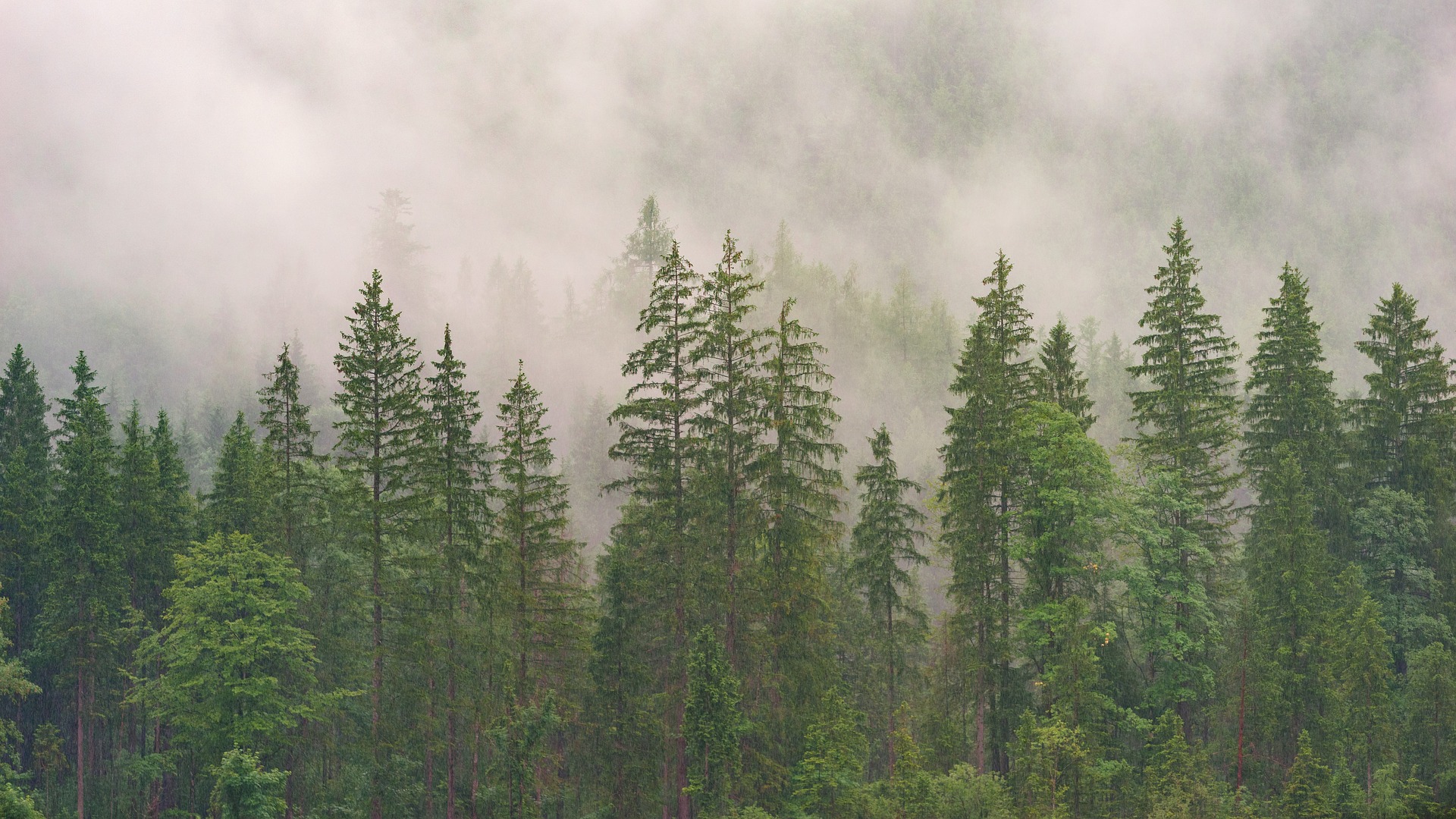 https://energikontorensverige.se/custom/uploads/2026/06/forest-3082836_1920.jpg